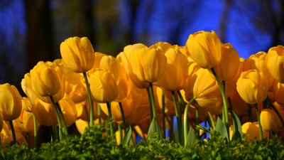 لاله-زرد-گلستان-گل-طبیعت
